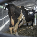 Cattle with docked tail Cattle with docked tail
