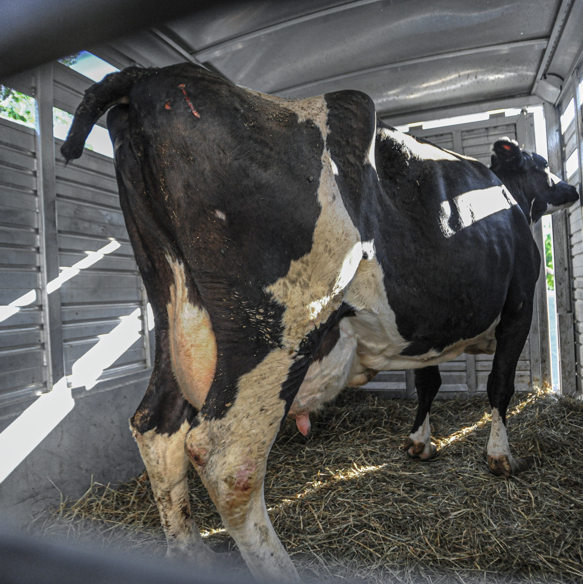 Cattle with docked tail