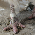 Turkey with an amputated toes