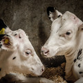 Dehorned calves Dehorned calves