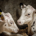 Dehorned calves Dehorned calves