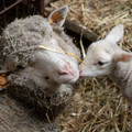 Sheep with lamb Sheep with lamb