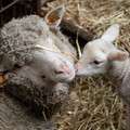 Sheep with lamb Sheep with lamb