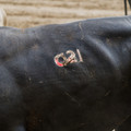 Branded cattle Branded cattle