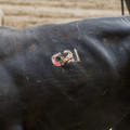 Branded cattle Branded cattle